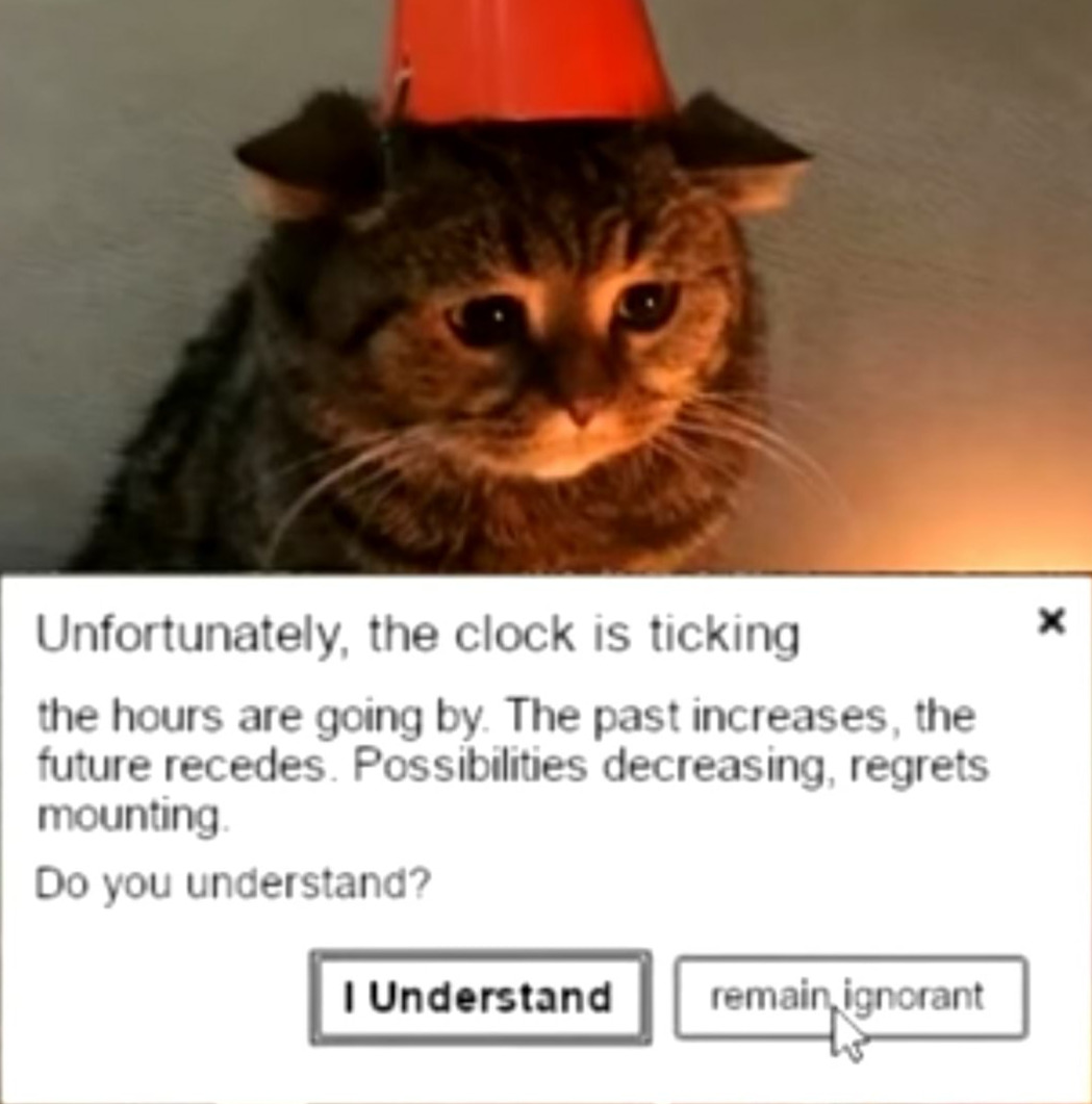 sad cat
